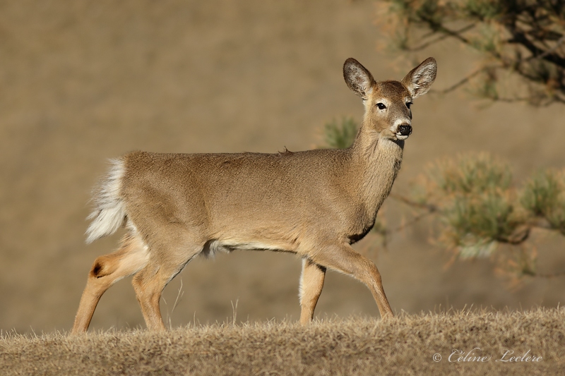 Cerf de Virginie_Y3A9843- White-tailed Deer 