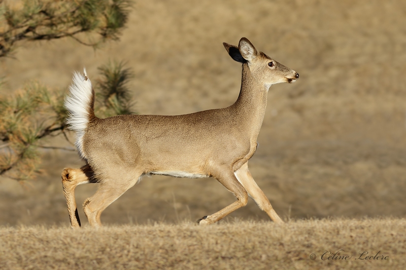 Cerf de Virginie_Y3A9957 - White-tailed Deer 