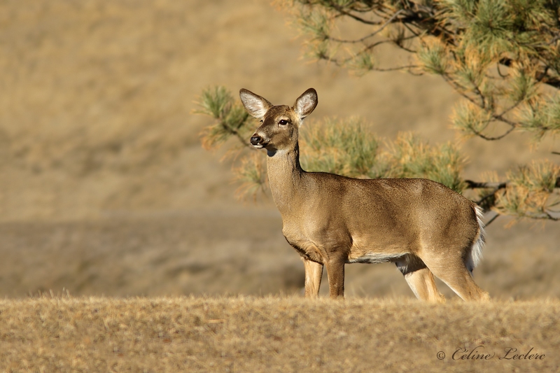 Cerf de Virginie_Y3A9903 - White-tailed Deer 