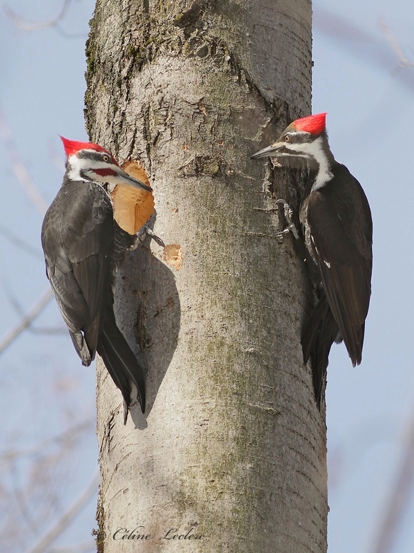 Grand Pic_Y3A6472 - Pileated Woodpecker 