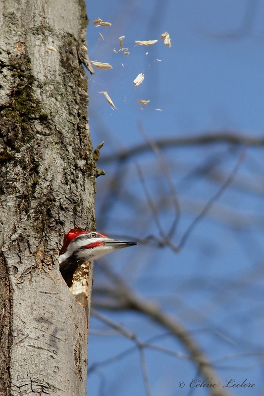 Grand pic_Y3A0784 - Pileated Woodpecker 