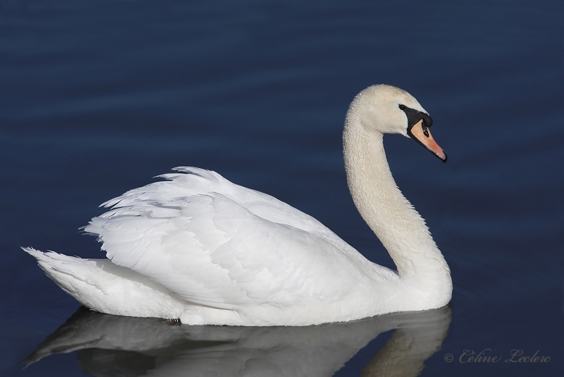 Cygne tubercul_8450 - Mute Swan