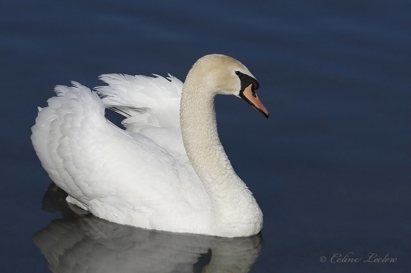 Cygne tubercul_8438 - Mute Swan