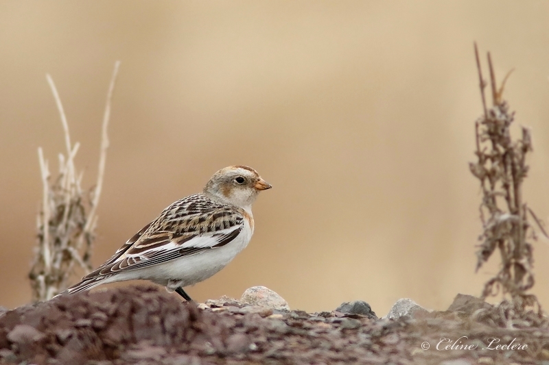 Plectrophane des neiges_Y3A1143 - Snow Bunting