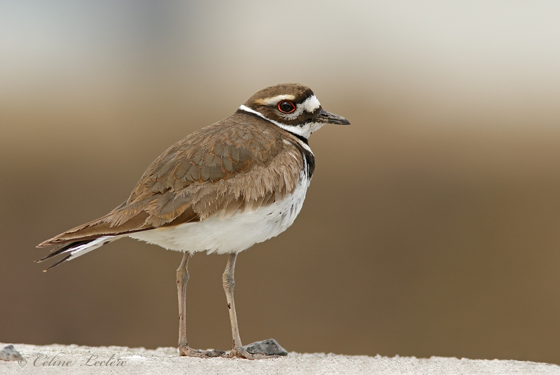 Pluvier kildir_Y3A1313 - Killdeer