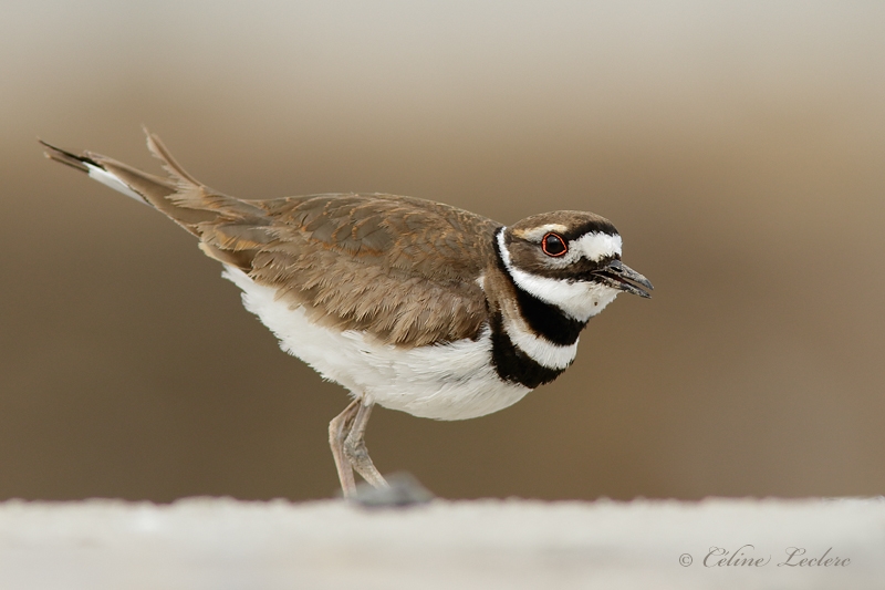 Pluvier kildir_Y3A1322 - Killdeer