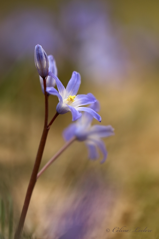 Gloire des neiges (Chionodoxa luciliae)_Y3A1657 - Glory of the snow