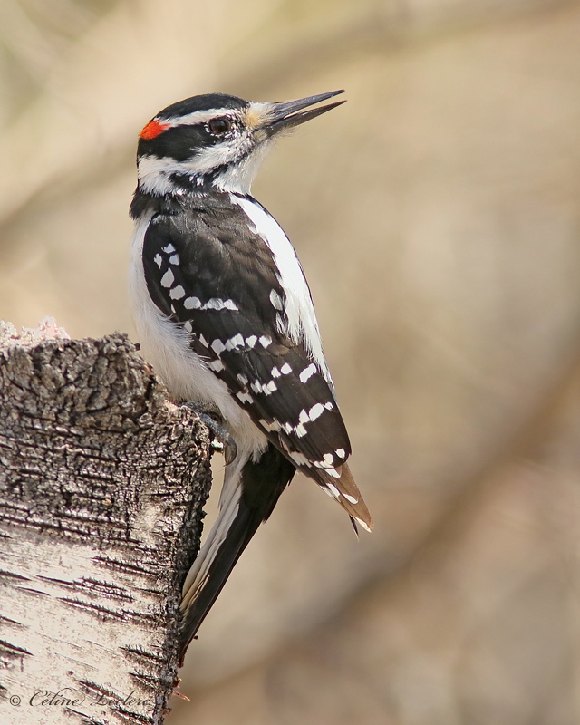 Pic chevelu_Y3A1849 - Hairy Woodpecker