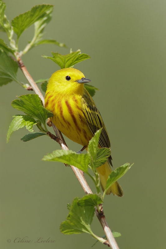 Paruline jaune_MG_8716 - Yellow Warbler