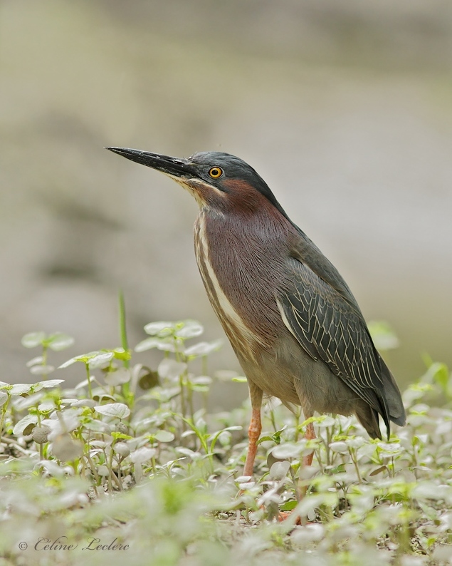 Hron vert_MG_0168 - Green Heron