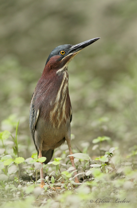 Hron vert_MG_0211 - Green Heron