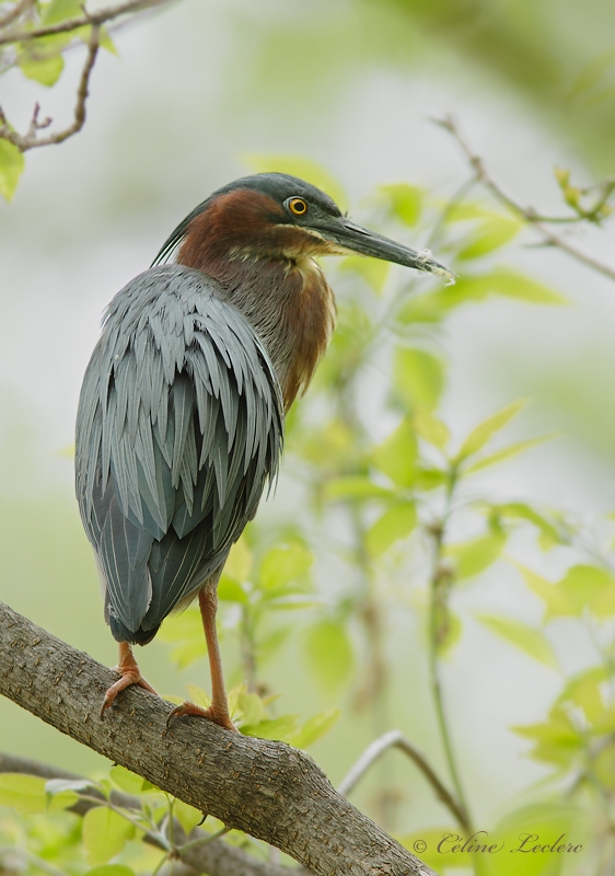 Hron vert_MG_0038 - Green Heron