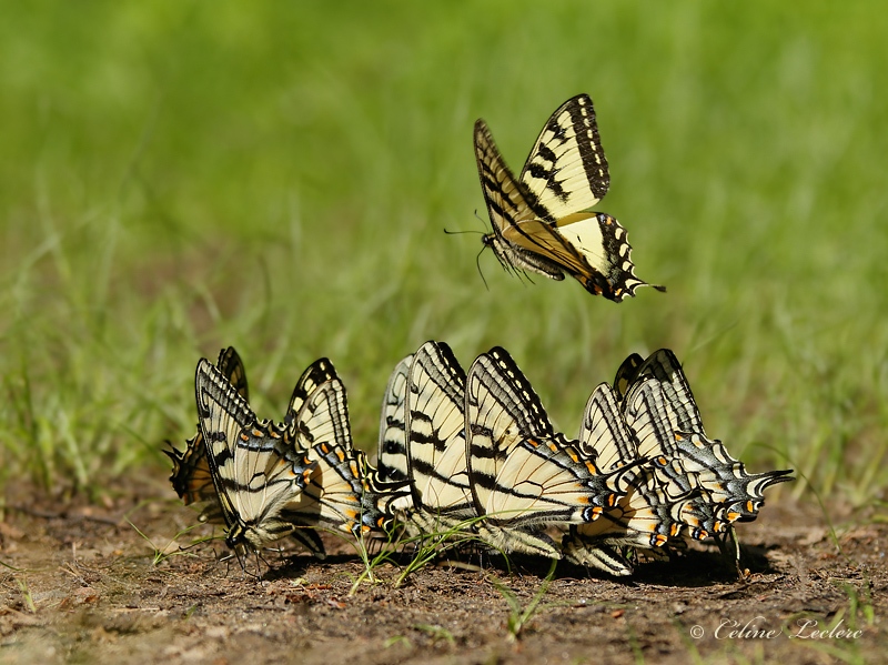 Papillon tigr du Canada_Y3A2230 (Papilio canadensis)