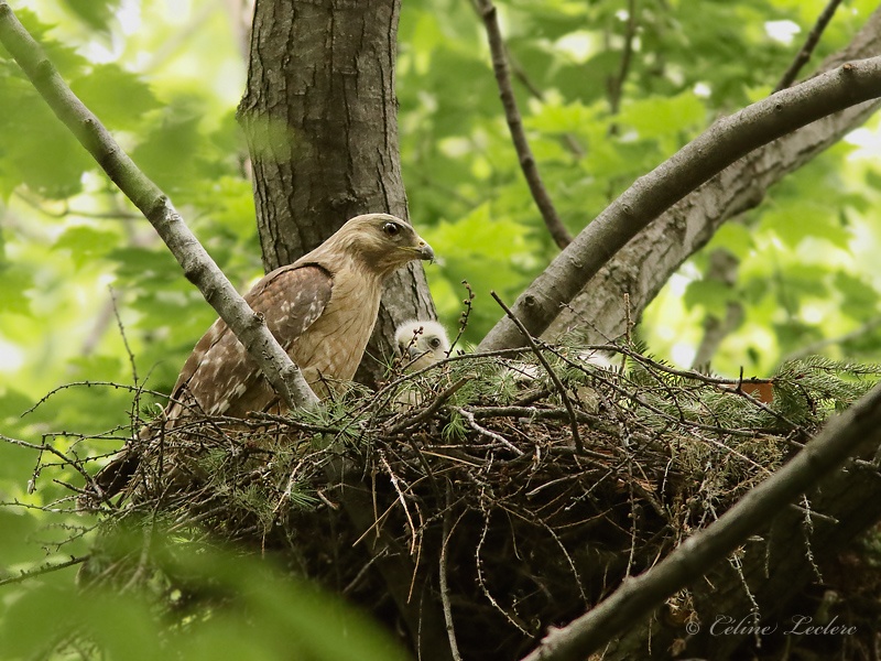 Buse  paulettes (niche)_Y3A2437 - Red-shouldered Hawk (nest)