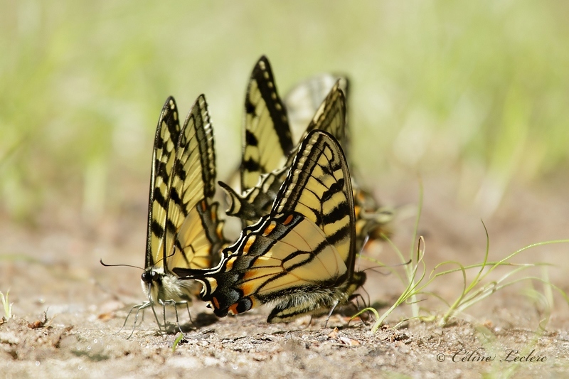 Papillon tigr du Canada_Y3A1962 (Papilio canadensis)