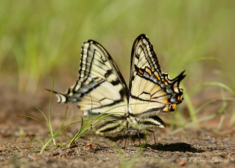 Papillon tigr du Canada_Y3A2035 (Papilio canadensis)