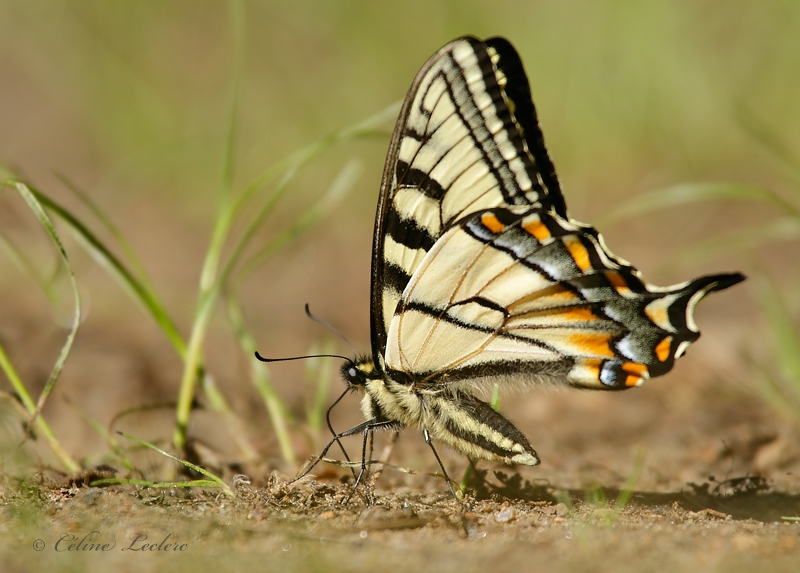 Papillon tigr du Canada_Y3A2354 (Papilio canadensis)