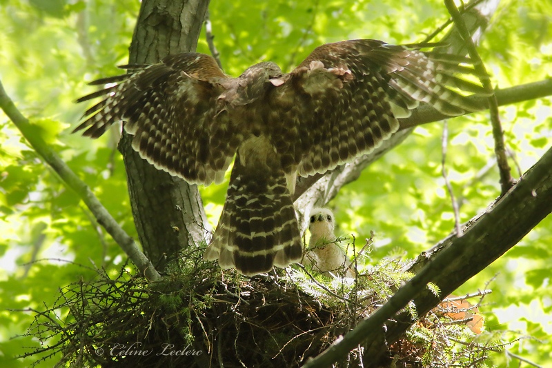 Buse  paulettes_Y3A3302 - Red-shouldered Hawk