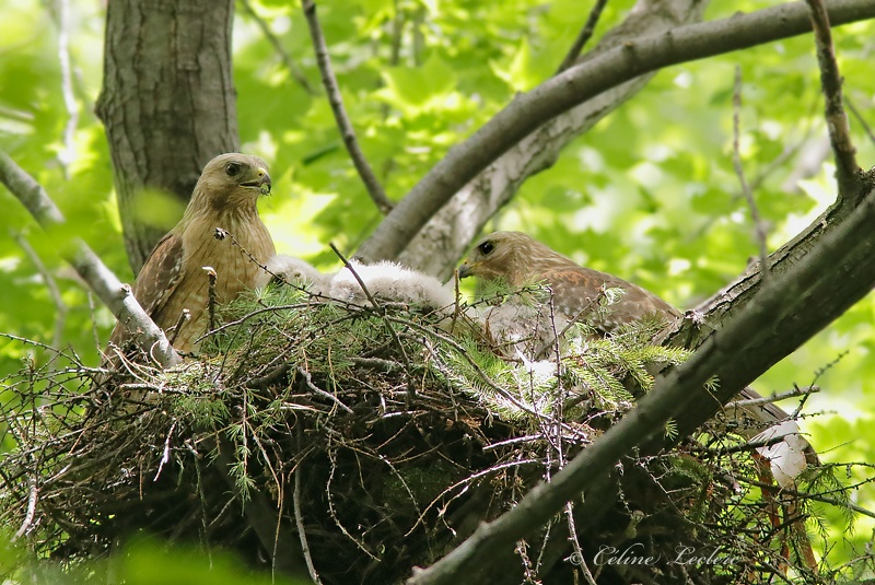 Buse  paulettes_Y3A3466 - Red-shouldered Hawk