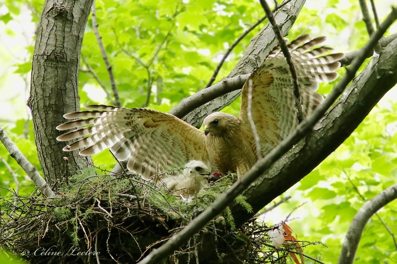 Buse  paulettes_Y3A3640 - Red-shouldered Hawk