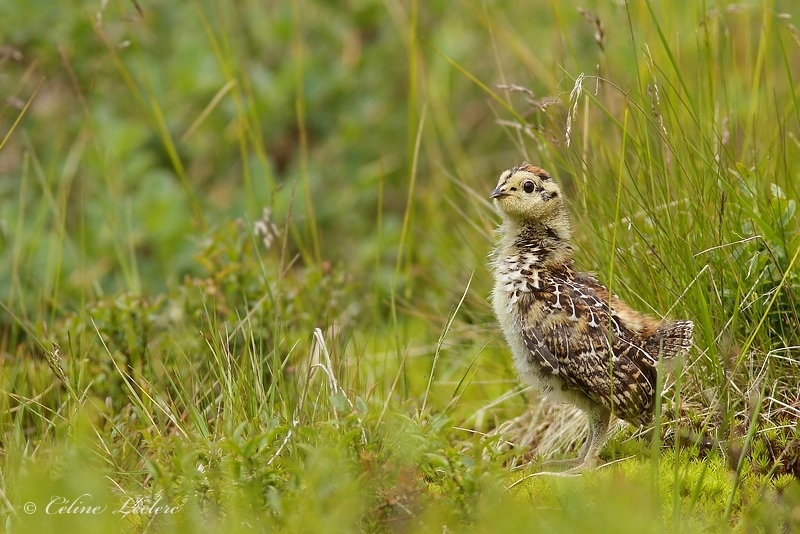 Tétras du Canada (poussin)_Y3A4896 - Spruce Grouse (chick)