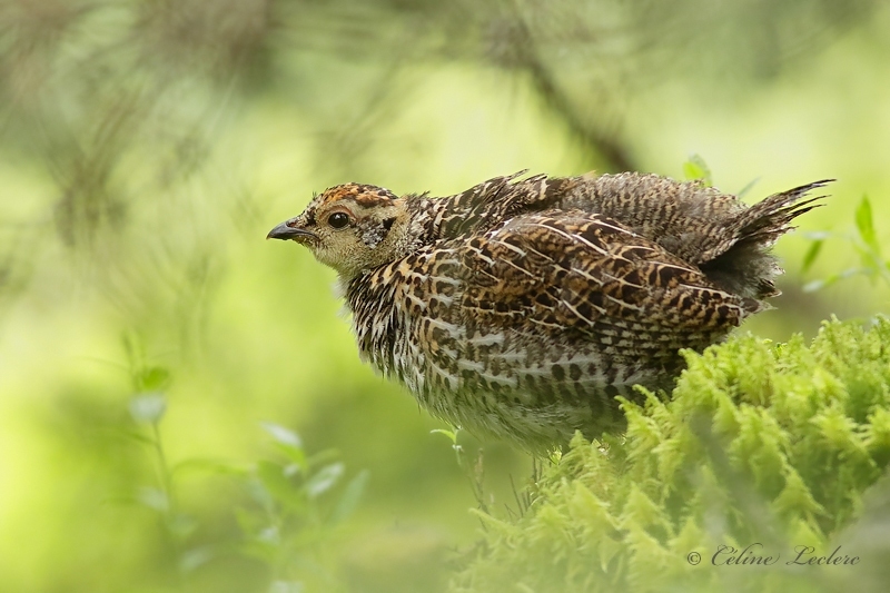 Tétras du Canada (juv)_Y3A5159 - Spruce Grouse (young)
