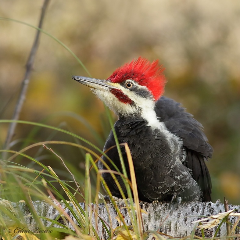 Grand Pic_Y3A7807 - Pileated Woodpecker 