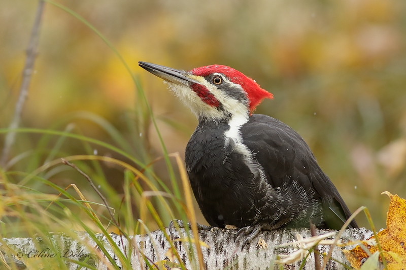 Grand Pic_Y3A7718 - Pileated Woodpecker 