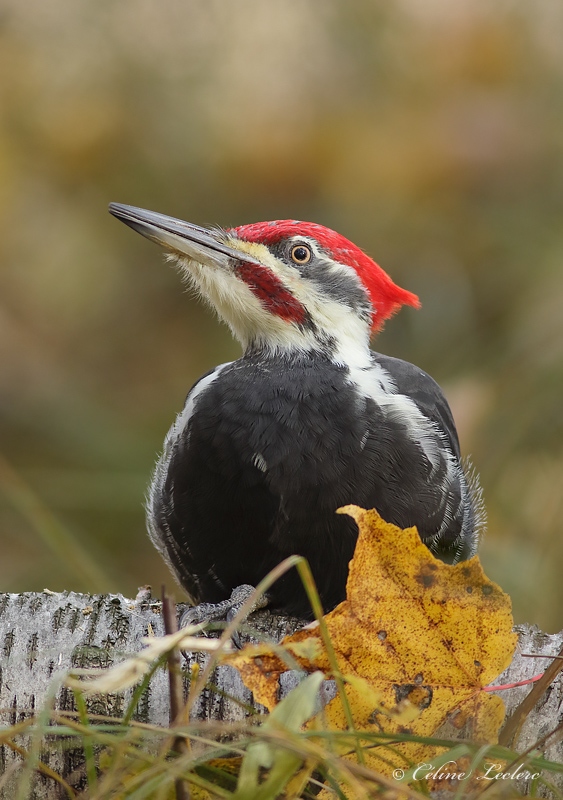 Grand Pic_Y3A7518 - Pileated Woodpecker 