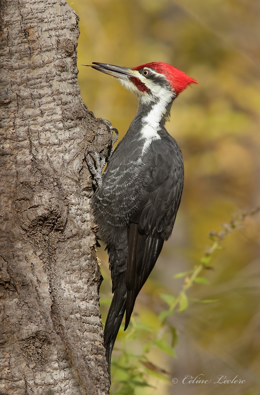 Grand Pic_Y3A7234 - Pileated Woodpecker 