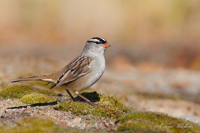 Bruant  couronne blanche_1697 - White-crowned Sparrow