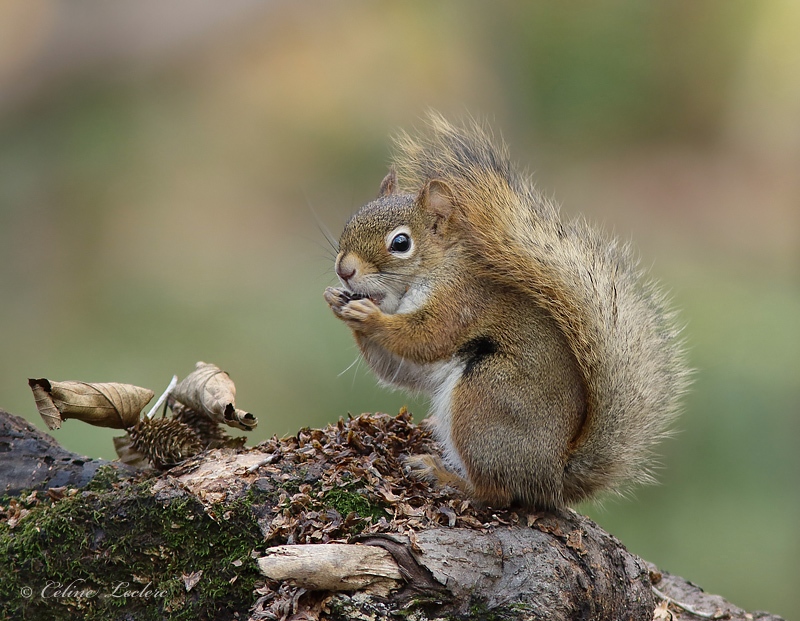 cureuil roux_Y3A7895 - Red Squirrel 