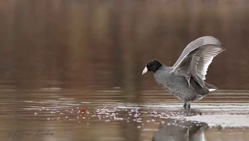 Foulque d'Amrique_Y3A8245 - American Coot