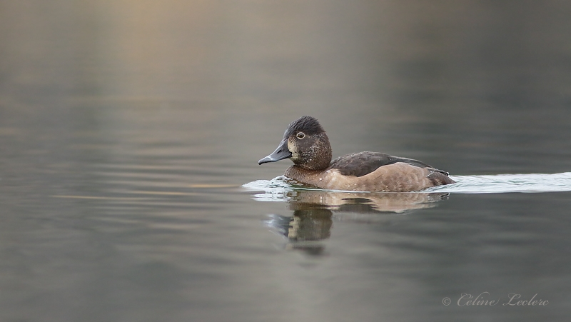 Fuligule  collier_Y3A8734 - Ring-necked Duck