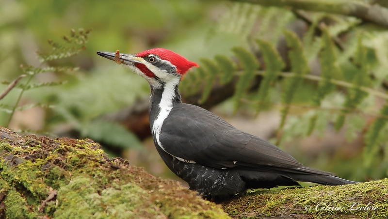 Grand Pic_Y3A0712 - Pileated Woodpecker 