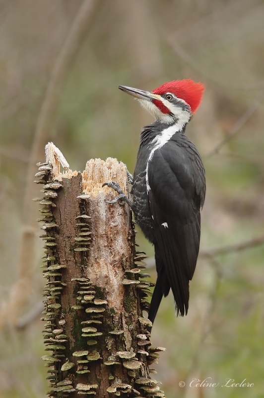 Grand Pic_Y3A0706 - Pileated Woodpecker 
