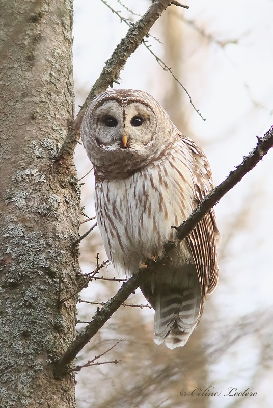 Chouette raye_Y3A1230 - Barred Owl