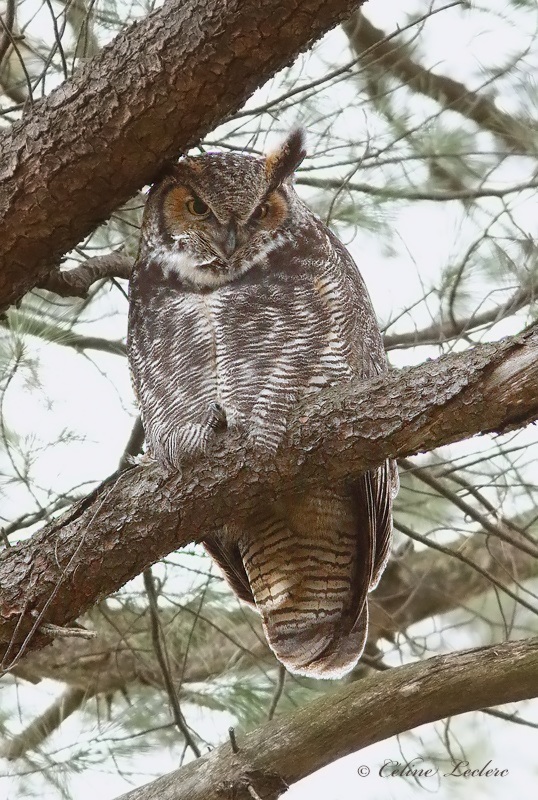Grand Duc d'Amérique_Y3A0118 - Great Horned Owl