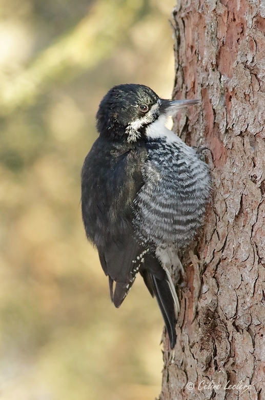 Pic  dos noir (f)_Y3A1919 - Black-backed Woodpecker 