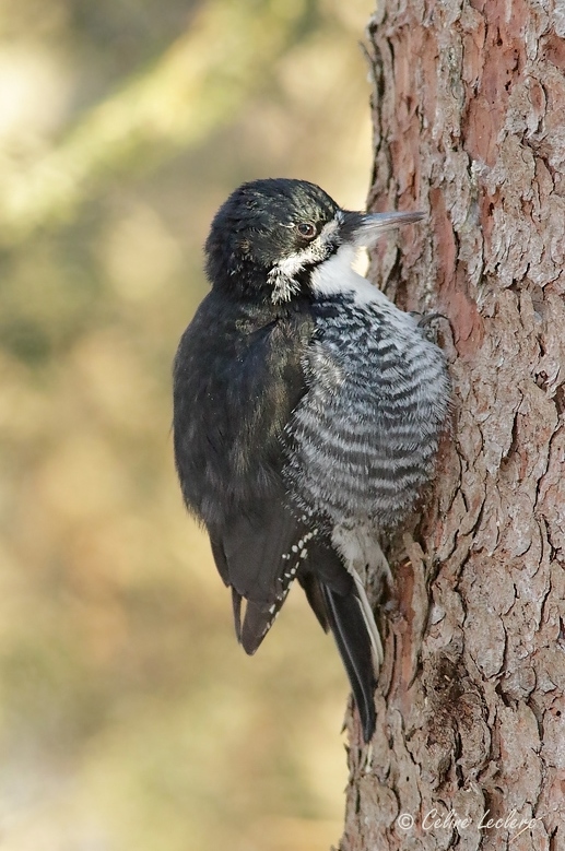 Pic à dos noir (f)_Y3A1919 - Black-backed Woodpecker