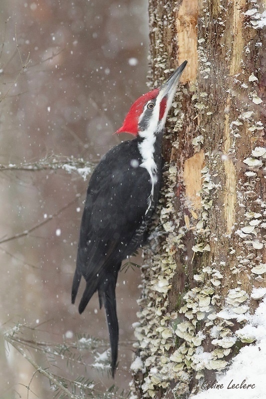 Grand Pic_Y3A0677 - Pileated Woodpecker 