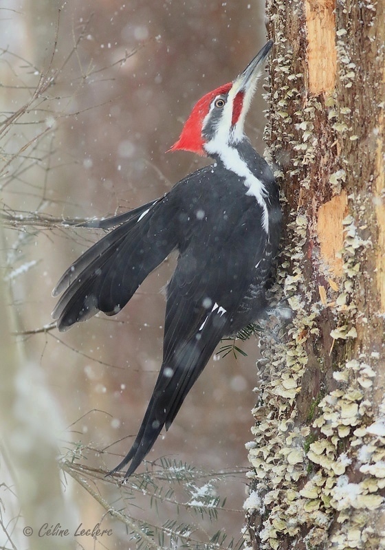 Grand Pic_Y3A0681 - Pileated Woodpecker 