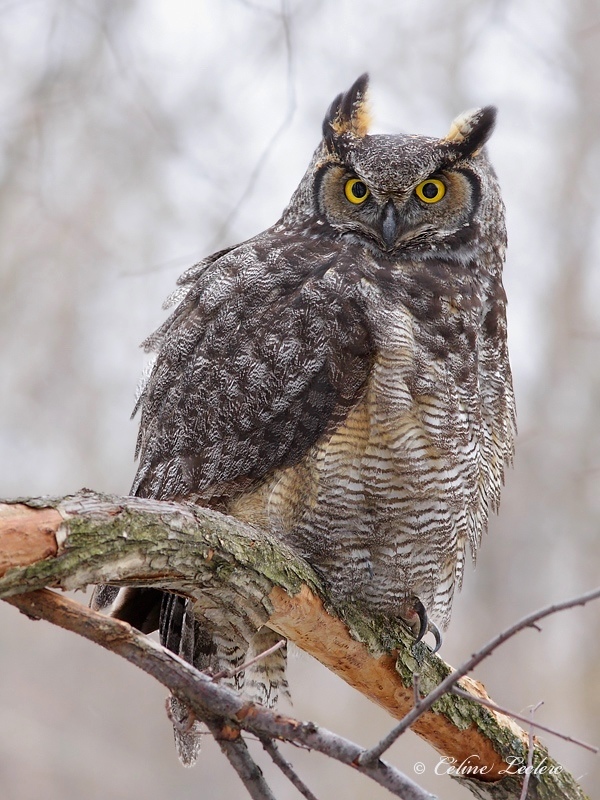 Grand Duc d'Amérique_3790 - Great Horned Owl