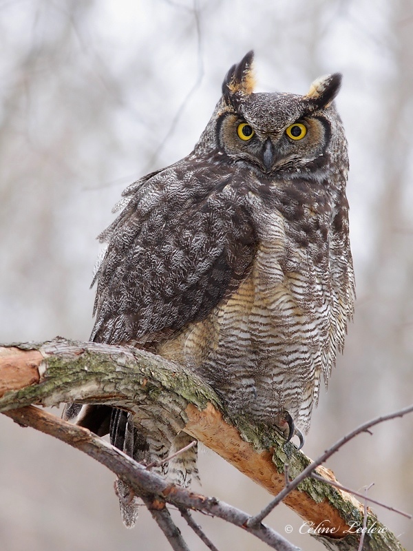 Grand Duc d'Amrique_3790 - Great Horned Owl