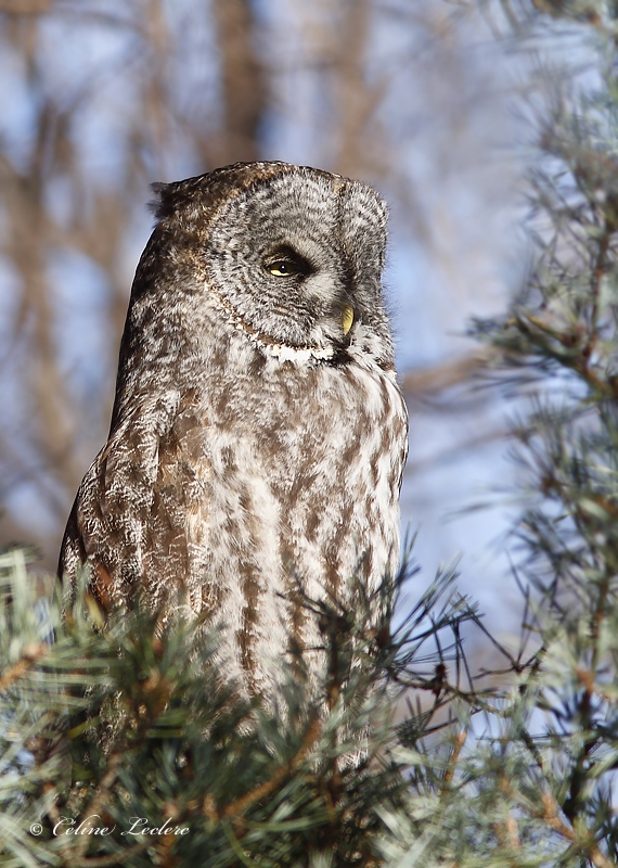 Chouette lapone_MG_4912 - Great Gray Owl