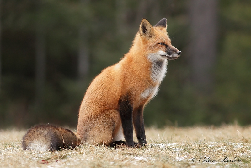 Renard roux_8589 - Red Fox