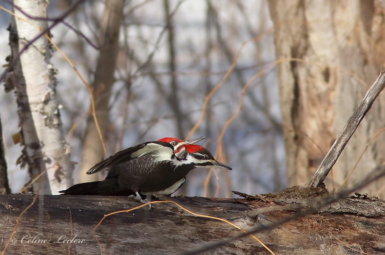 Grand Pic_2995 - Pileated Woodpecker