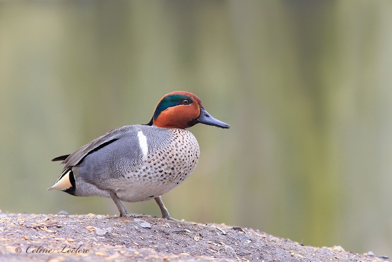 Sarcelle d'hiver_3196 - Green-Winged Teal