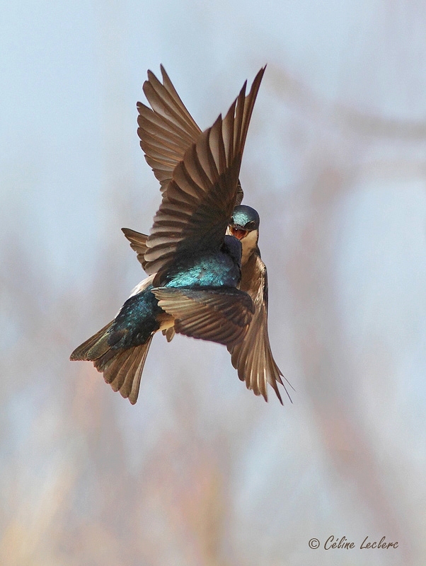 Hirondelle bicolore_5053 - Tree Swallow