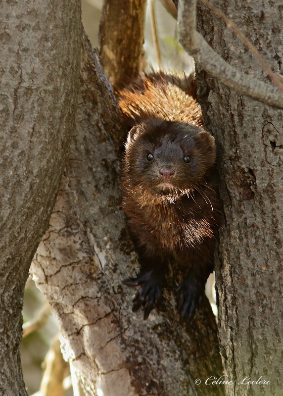 Vison d'Amrique_6639 - American Mink